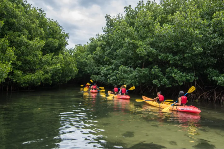 People in tandem kayaks going through trees