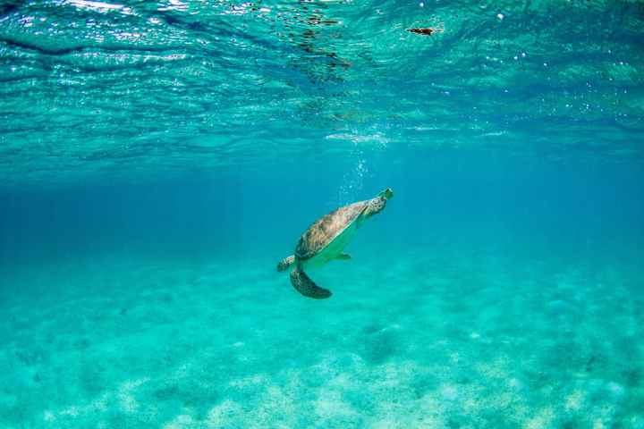 a person swimming in a body of water