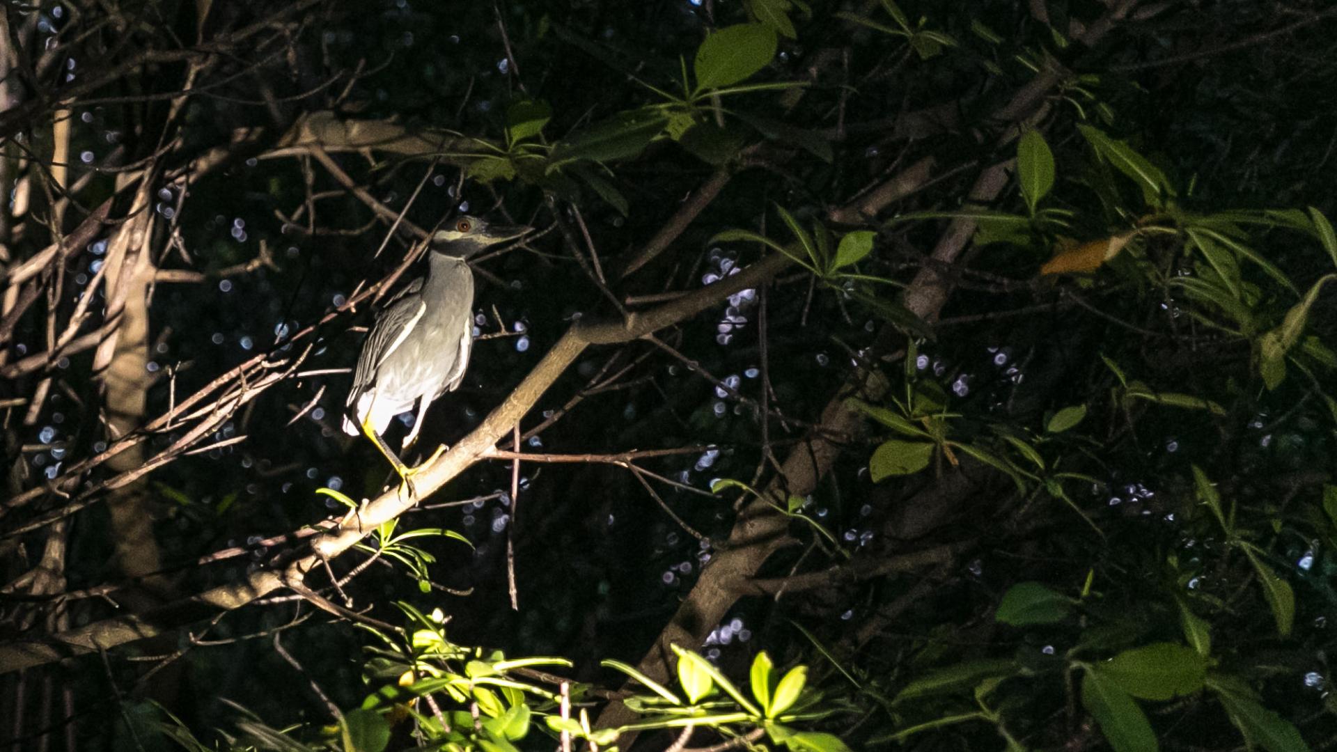 a bear that is sitting on the branch of a tree